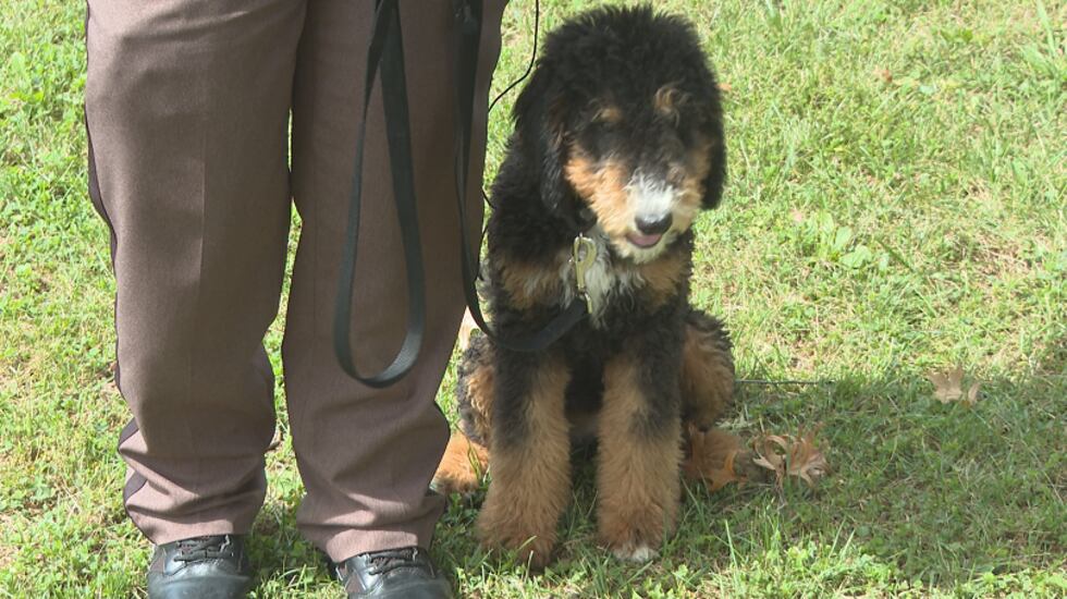 Deputy and SRO Reynold's 16 week old K9 Therapy dog, Wednesday, helps students at Warren Local...