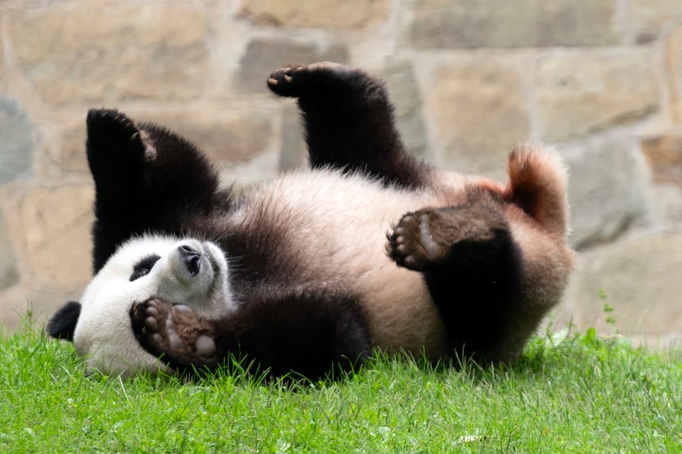 Giant panda Xiao Qi Ji plays at his enclosure at the Smithsonian National Zoo in Washington,...