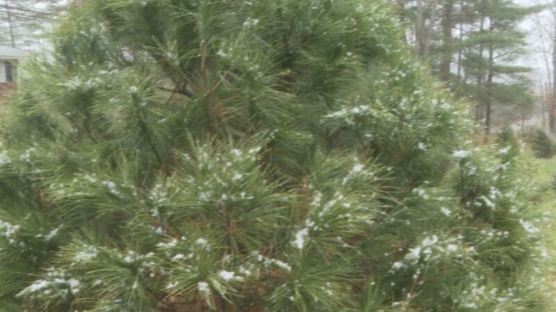 Christmas Tree prices impacted by inflation