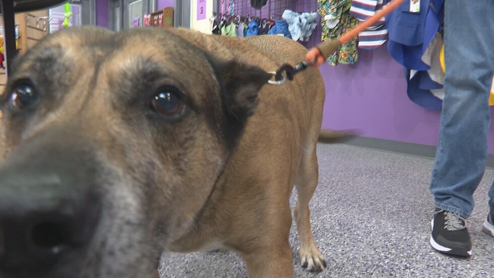 Buddy has had a temporary home at Crazy Bone Pet Spa after his owner passed away while out of...
