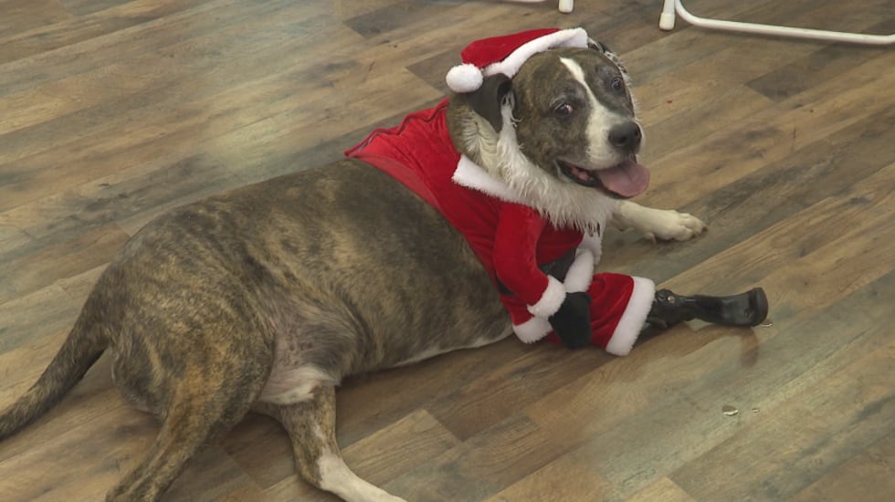 Keating is an 8-year-old emotional support dog helping people at the center and in the community